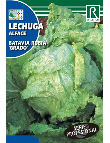 SEMILLA LECHUGA PILD....